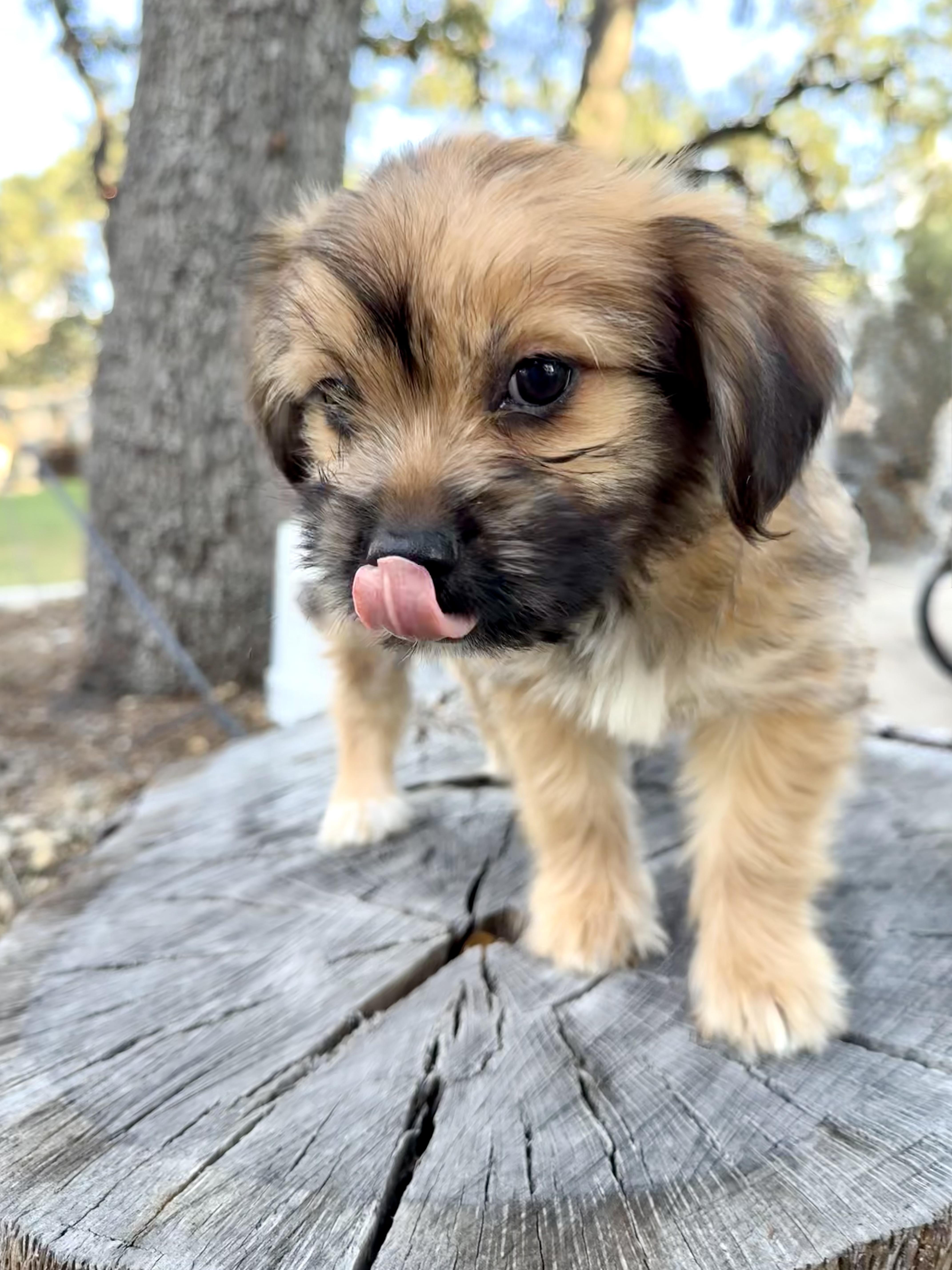 Enlarge Teeter the fluffy scruffy darling girl, a Adopted mixed breed in Lockhart, TX image 5/6
