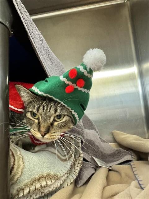 PEPPERMINT PATTY, Adoptable, Adult Female Domestic Short Hair.