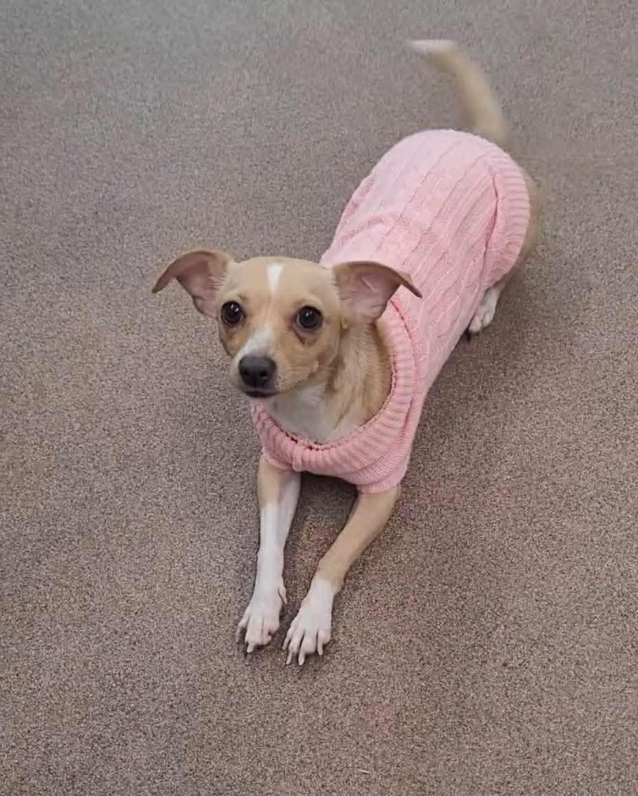 Harmony, Adoptable, Young Female Chihuahua.