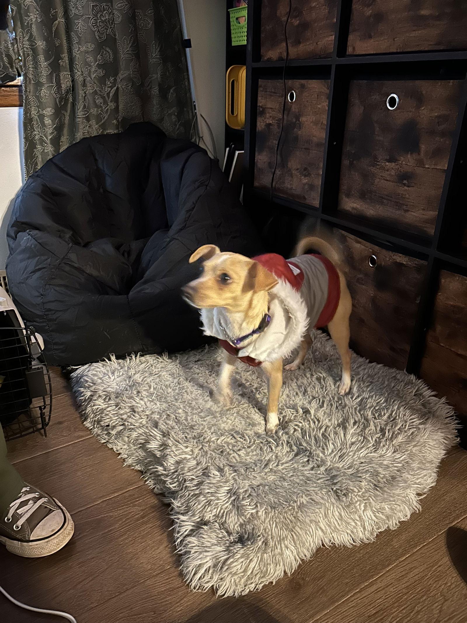 Enlarge Harmony, a Adoptable Chihuahua in Duluth, MN image 2/3