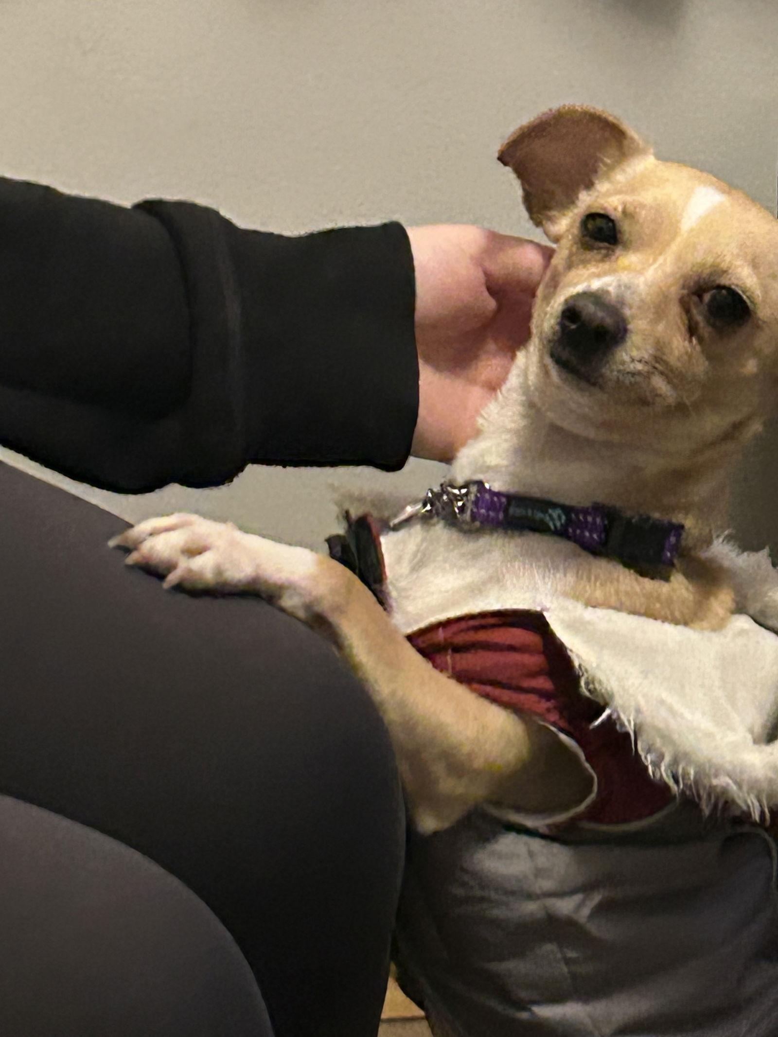 Enlarge Harmony, a Adoptable Chihuahua in Duluth, MN image 3/3