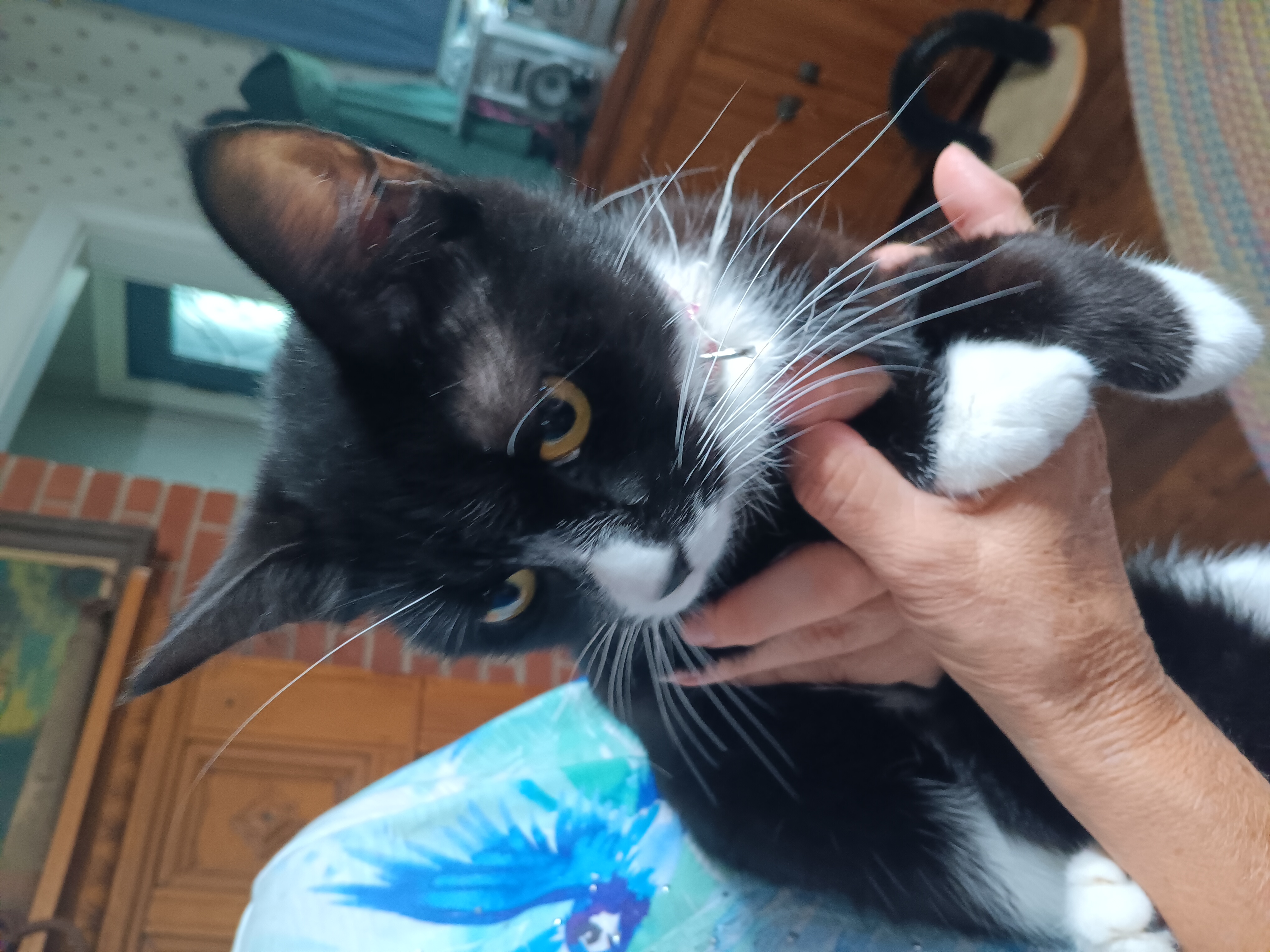 Enlarge Missy, a Adopted Domestic Short Hair in Glenville, WV image 1/1