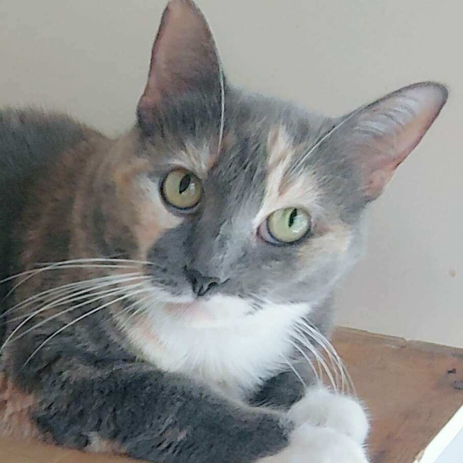Cat for adoption Cali, a Domestic Short Hair & Dilute Calico Mix in