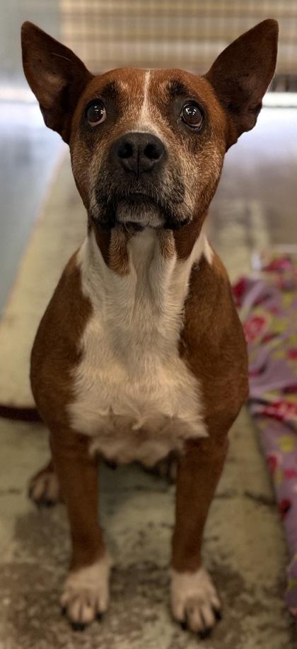 Enlarge Constancia, a Adoptable mixed breed in Madera, CA image 1/2