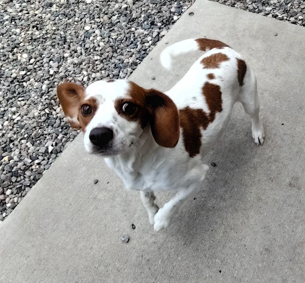 Sherlock Bones, Adoptable, Adult Male Beagle.