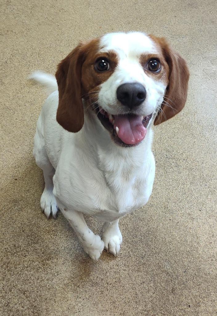Enlarge Sherlock Bones, a Adoptable Beagle in Grand Forks, ND image 2/2