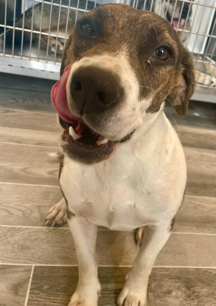 Whisper, a Adoptable mixed breed in Nashville, GA image 1/3