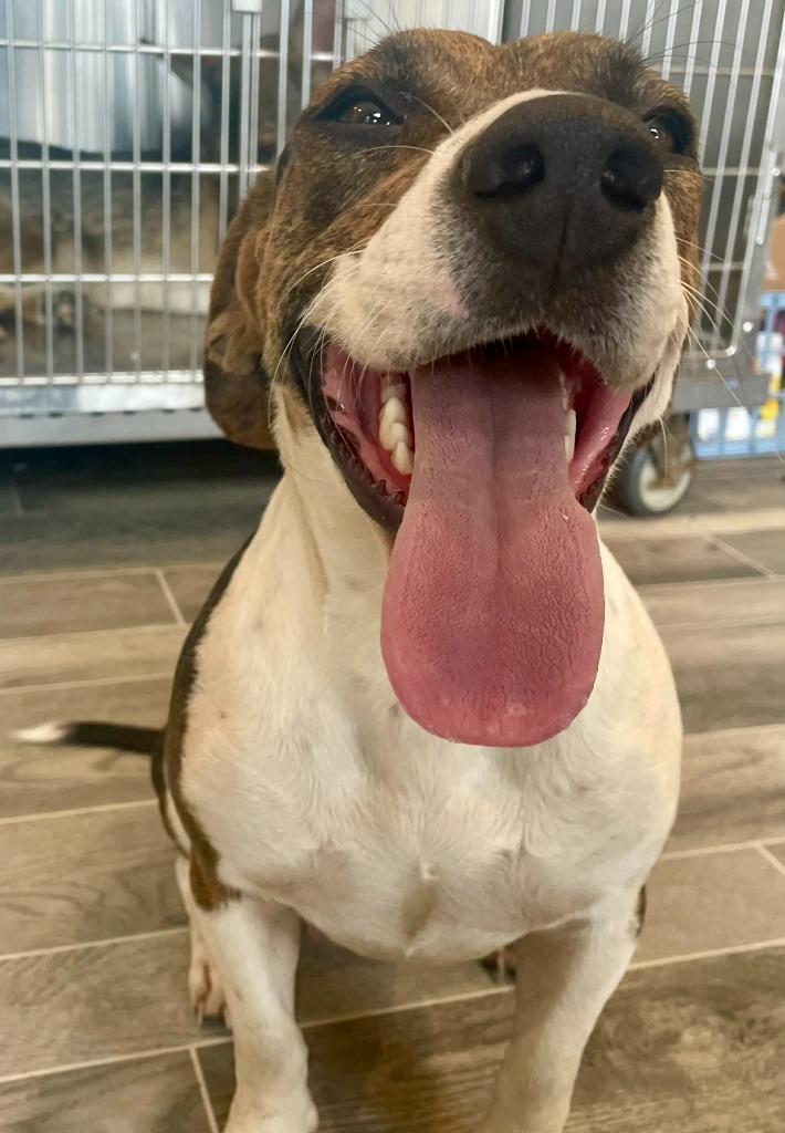Whisper, a Adoptable mixed breed in Nashville, GA image 2/3