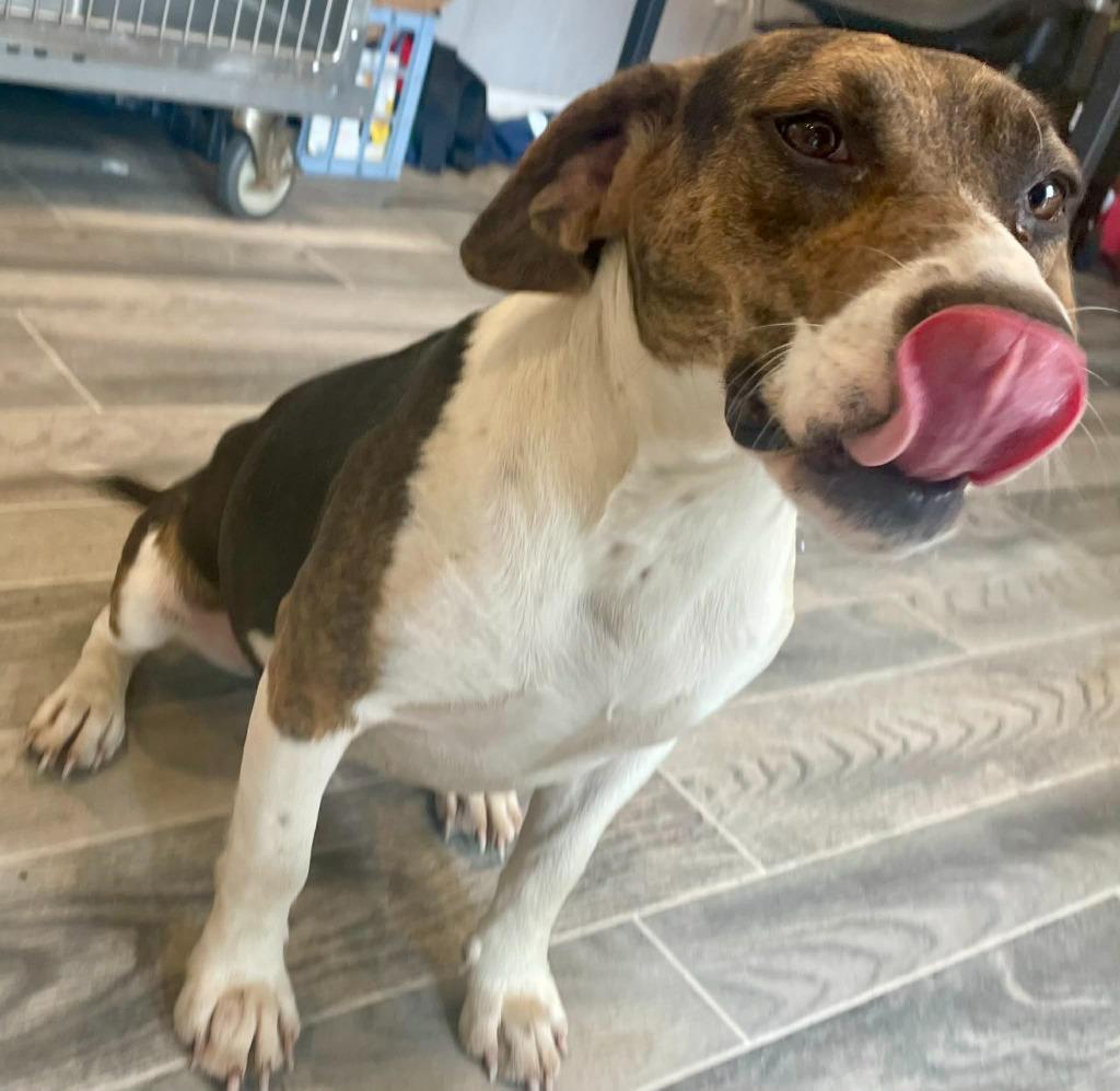 Whisper, a Adoptable mixed breed in Nashville, GA image 3/3
