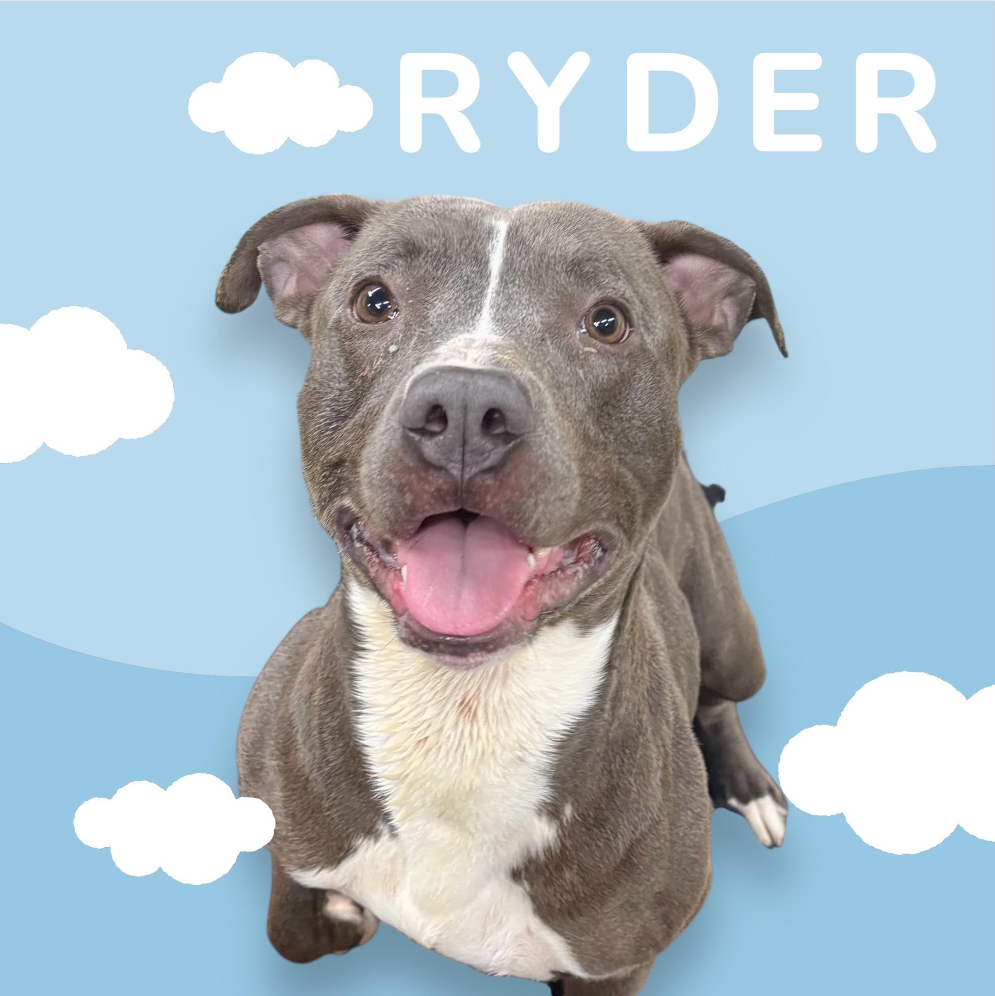 Enlarge #80 Ryder, a Adoptable mixed breed in Pawtucket, RI image 1/1
