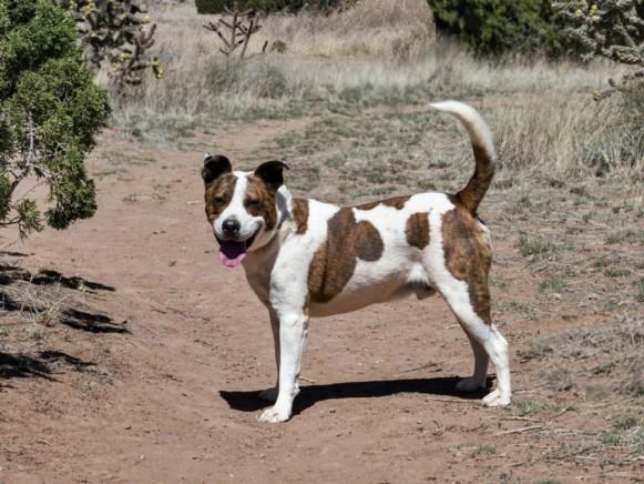 BUDDY, Adoptable, Adult Male Mixed Breed.