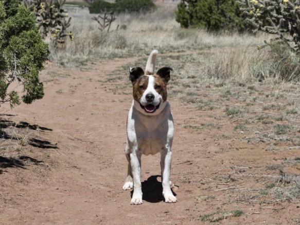 Enlarge BUDDY, a Adoptable Mixed Breed in Santa Fe, NM image 1/1