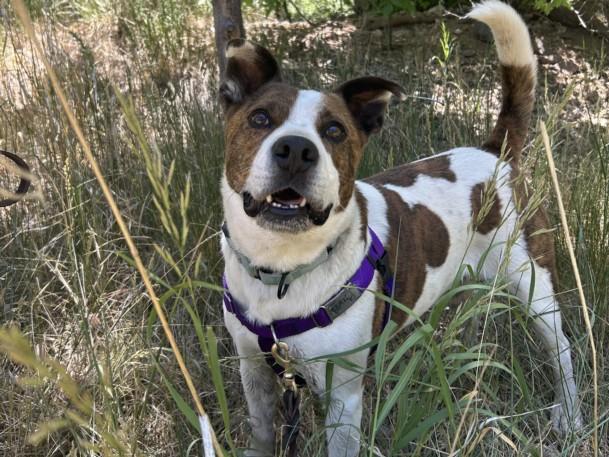 BUDDY, Adoptable, Adult Male Mixed Breed.