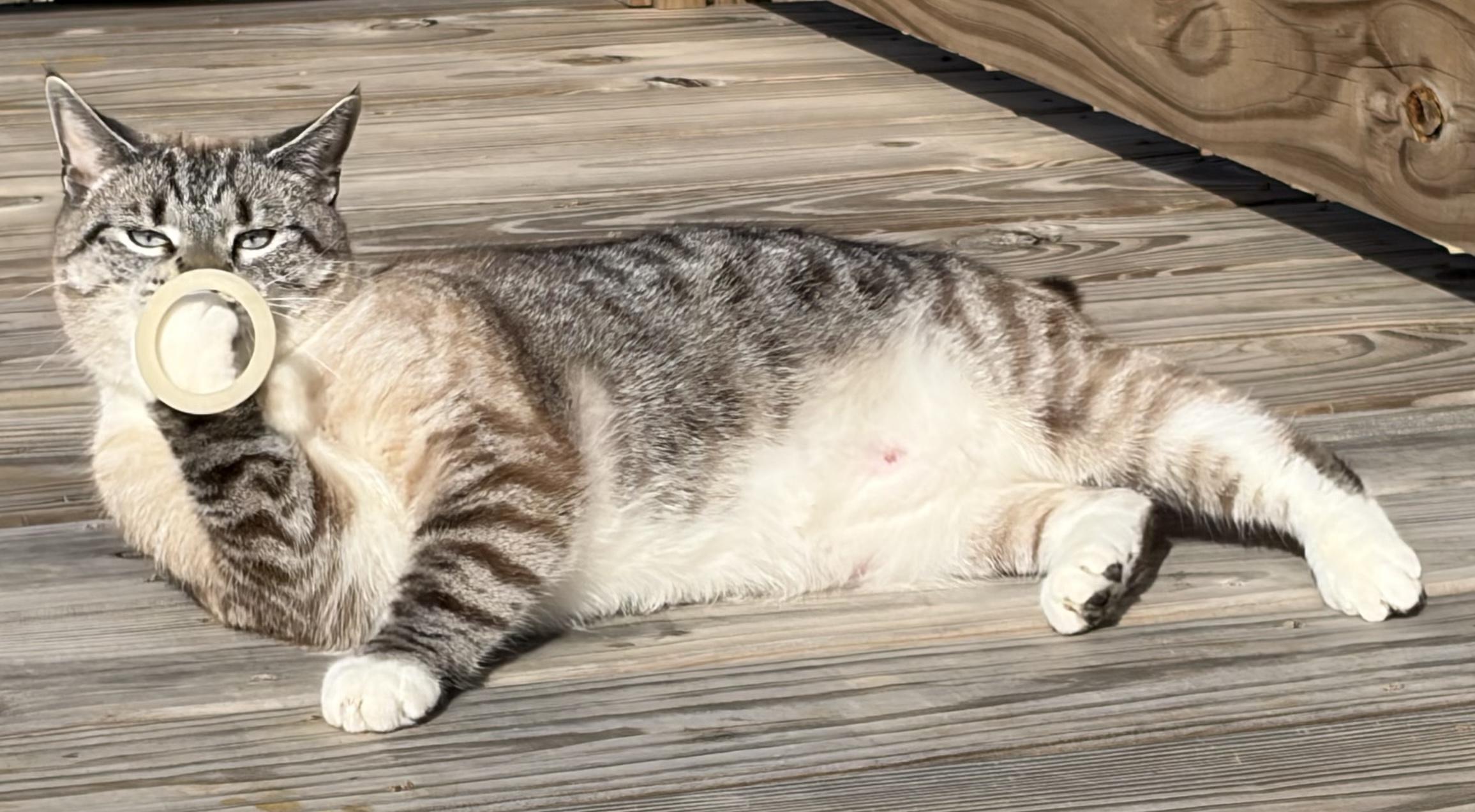 Enlarge Jack Shack, a ADOPTABLE mixed breed in Mount Airy, NC image 2/5