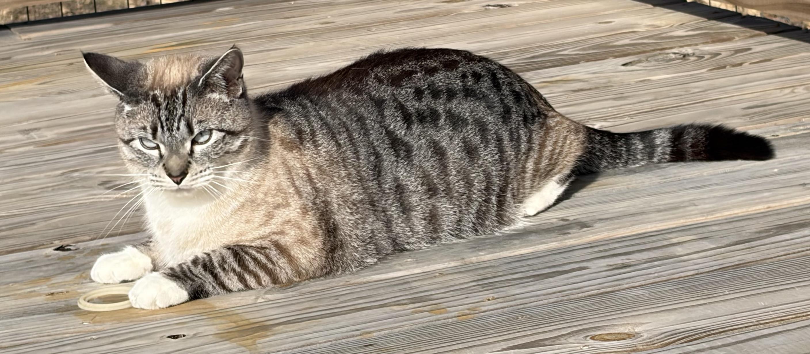 Enlarge Jack Shack, a ADOPTABLE mixed breed in Mount Airy, NC image 5/5