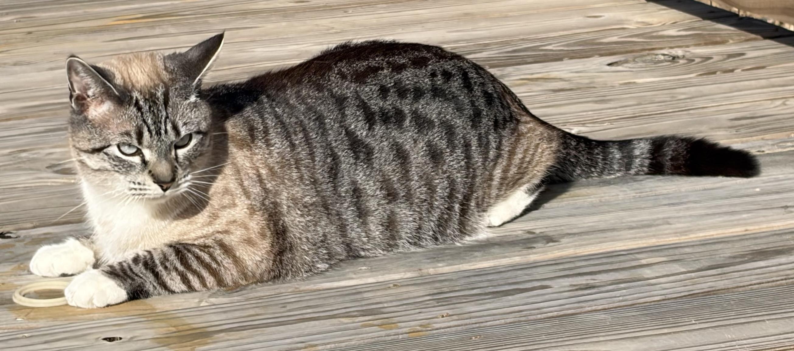 Enlarge Jack Shack, a ADOPTABLE mixed breed in Mount Airy, NC image 3/5