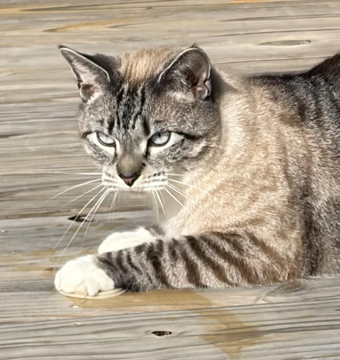 Enlarge Jack Shack, a ADOPTABLE mixed breed in Mount Airy, NC image 1/5