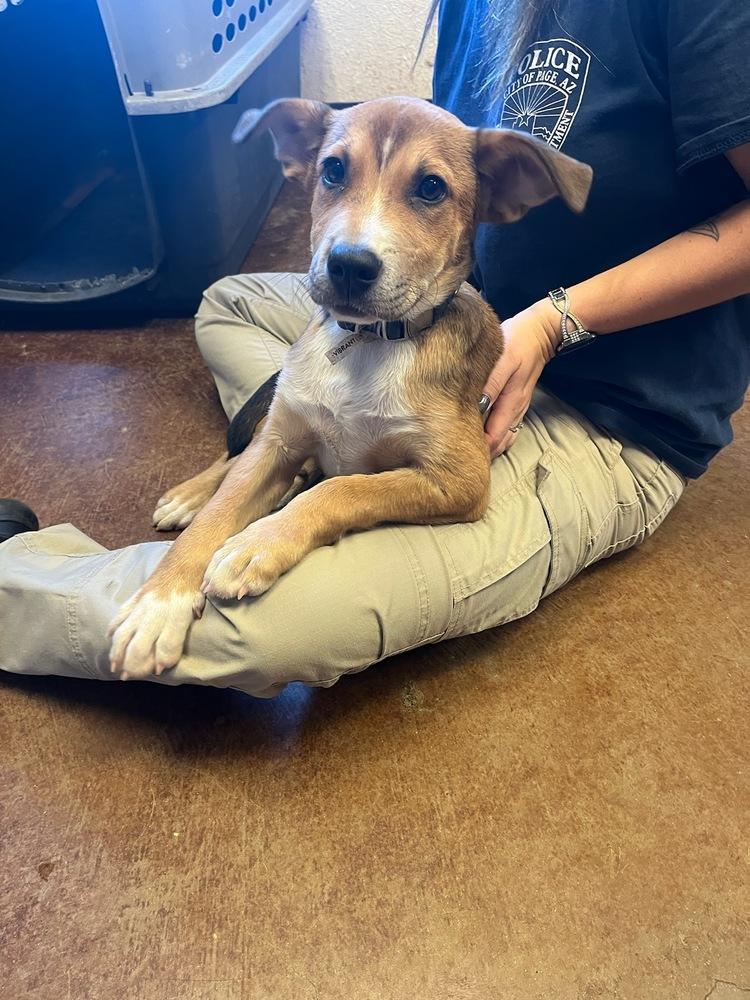 Scrabby, Adoptable, Puppy Male Mixed Breed.