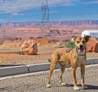 Scrappy, Adoptable, Puppy Male Mixed Breed.