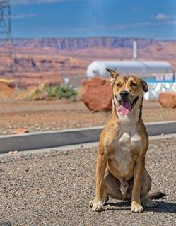 Enlarge Scrabby, a Adoptable Mixed Breed in Page, AZ image 3/3