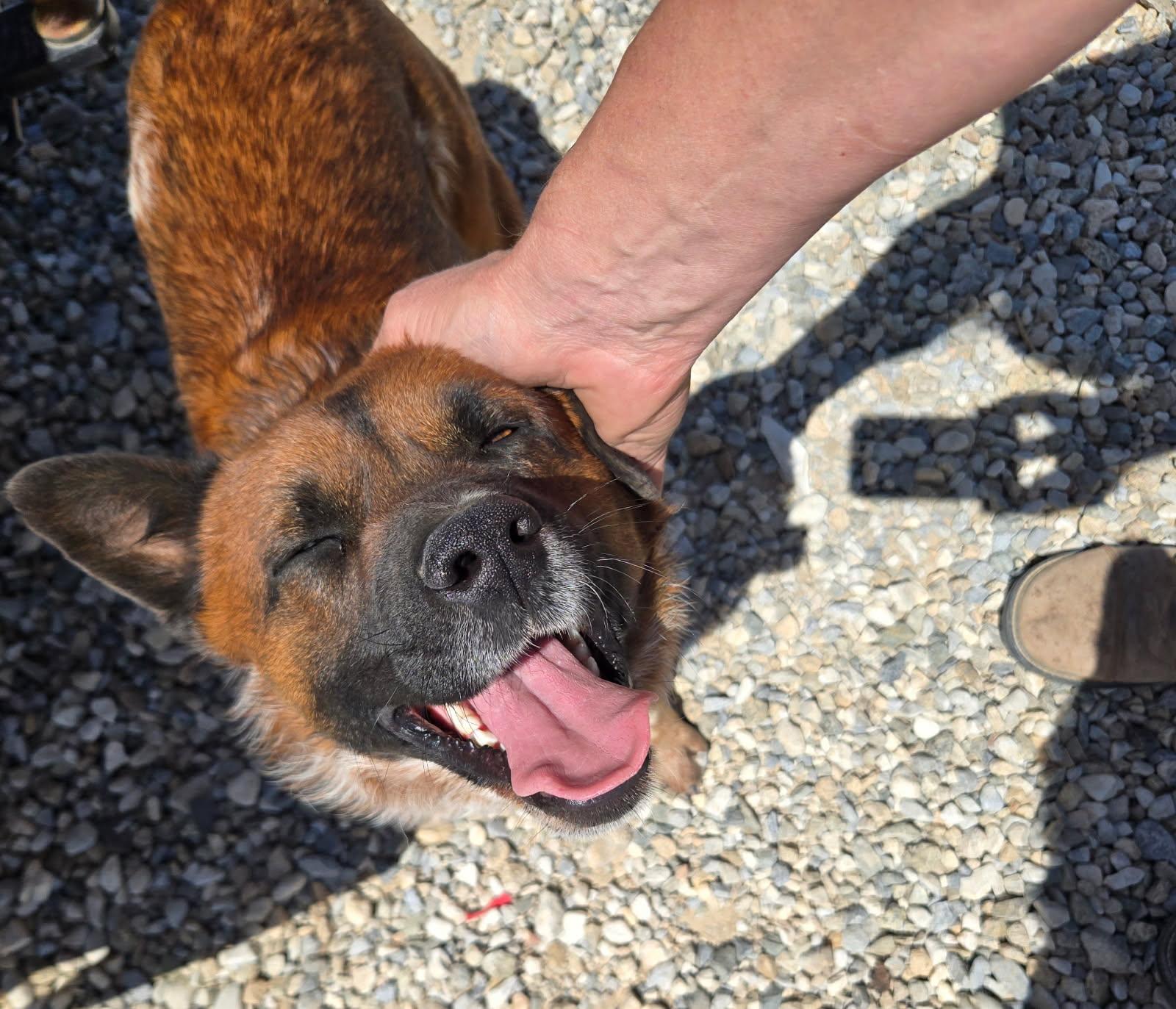 Enlarge Hemsworth, a Adoptable mixed breed in Forest Falls, CA image 4/6