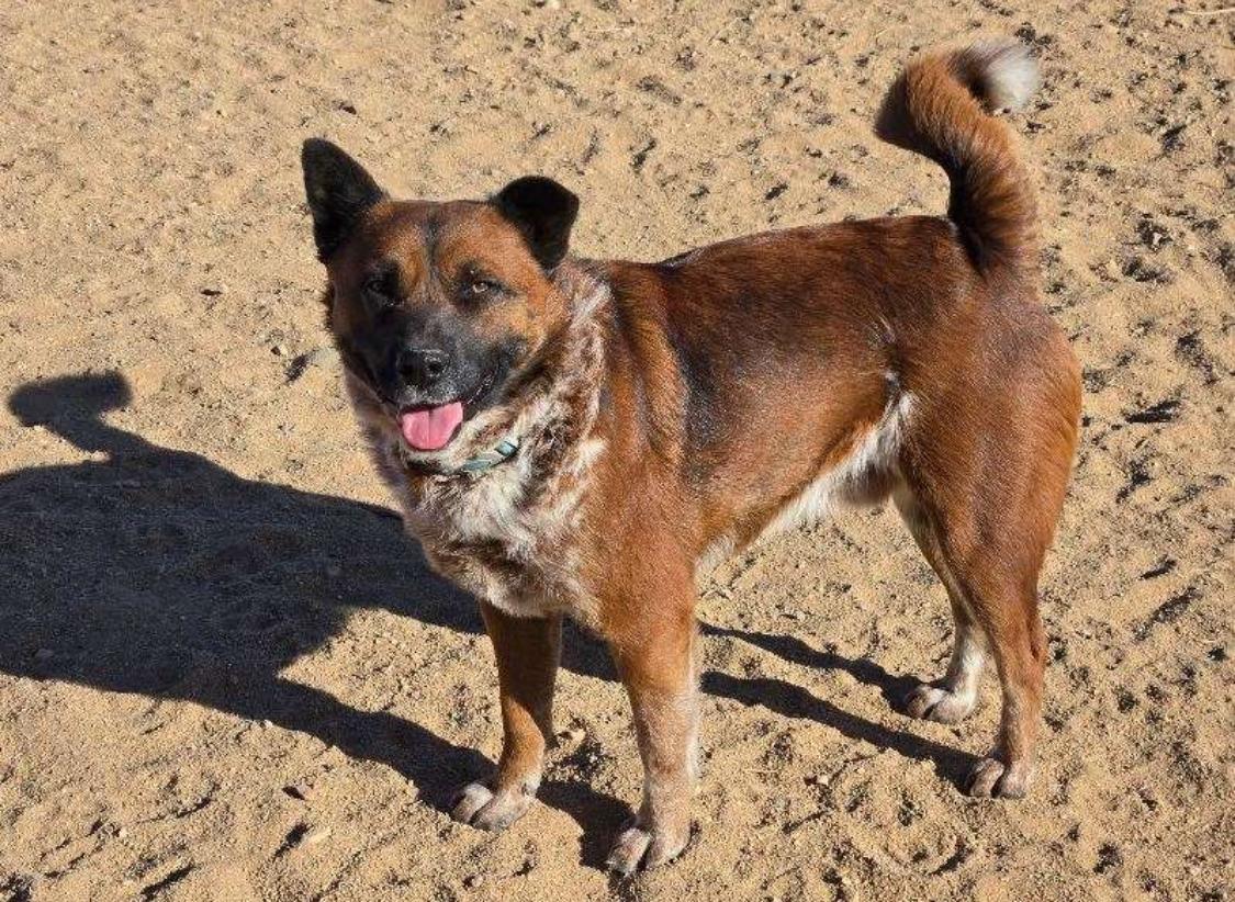 Enlarge Hemsworth, a Adoptable mixed breed in Forest Falls, CA image 6/6