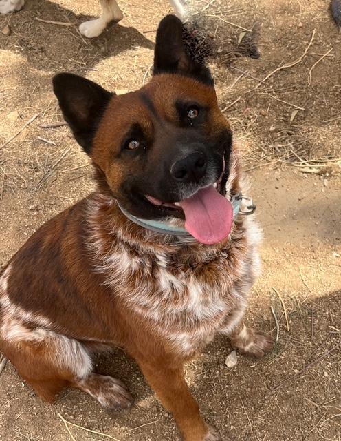 Enlarge Hemsworth, a Adoptable mixed breed in Forest Falls, CA image 3/6