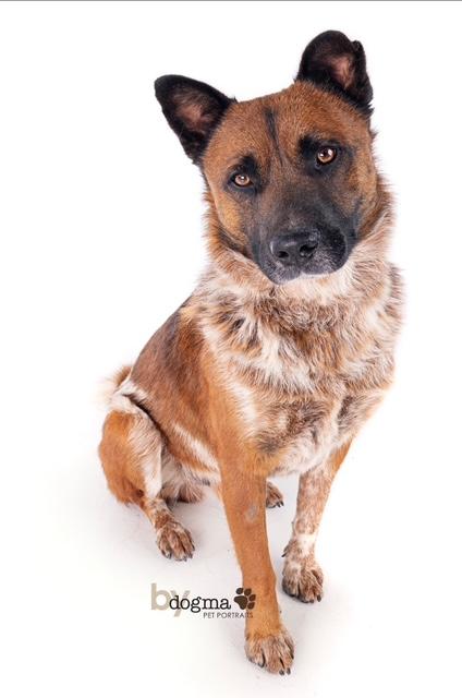 Hemsworth, Adoptable, Young Male Australian Cattle Dog / Blue Heeler.