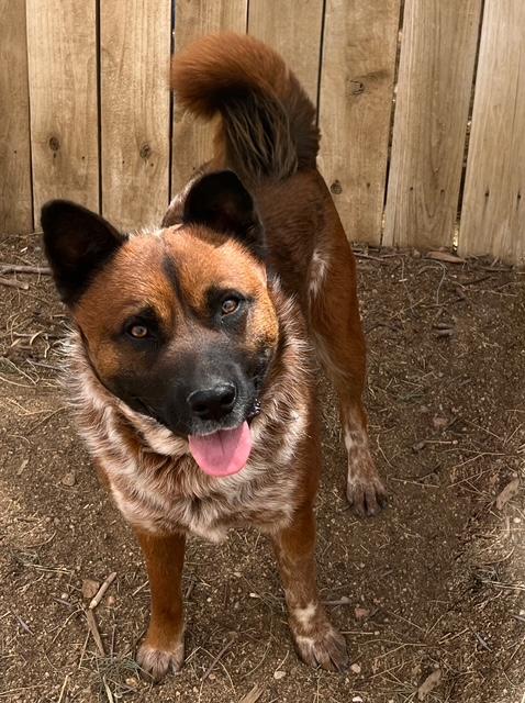 Enlarge Hemsworth, a Adoptable mixed breed in Forest Falls, CA image 5/6