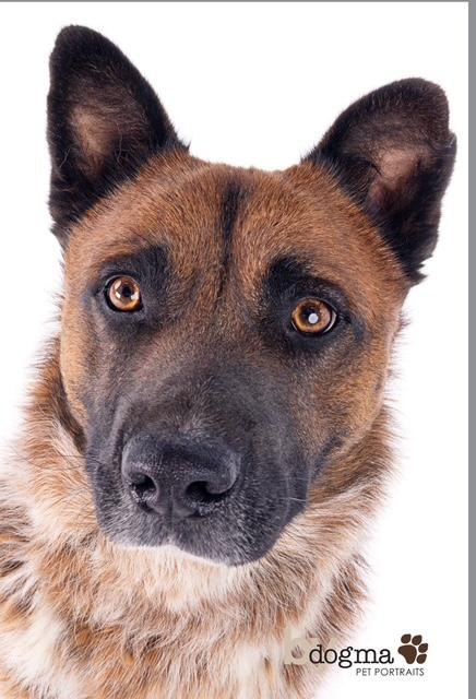 Enlarge Hemsworth, a Adoptable mixed breed in Forest Falls, CA image 2/6