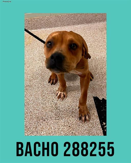 BACHO, Adoptable, Young Male Mixed Breed.