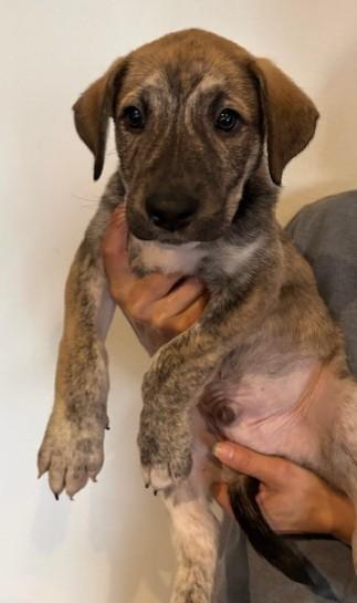Rey, Adoptable, Puppy Male Dutch Shepherd.