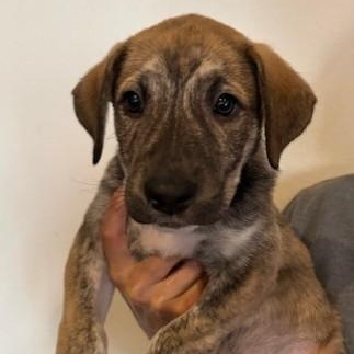 Rey, a Adoptable mixed breed in Pasco, WA image 2/6