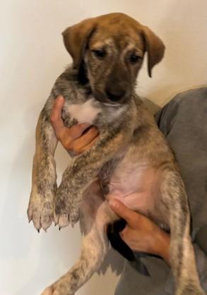 Enlarge Rey, a Adoptable mixed breed in Pasco, WA image 4/6