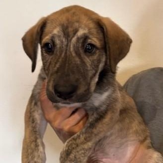 Rey, Adoptable, Puppy Male Dutch Shepherd.