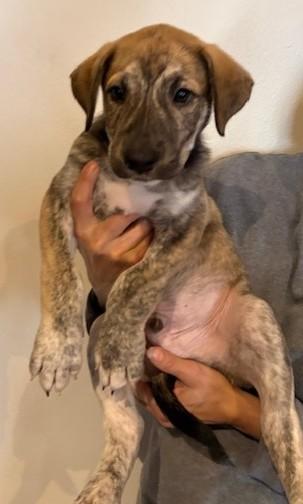 Enlarge Rey, a Adoptable mixed breed in Pasco, WA image 3/6