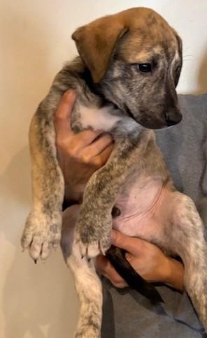 Enlarge Rey, a Adoptable mixed breed in Pasco, WA image 5/6