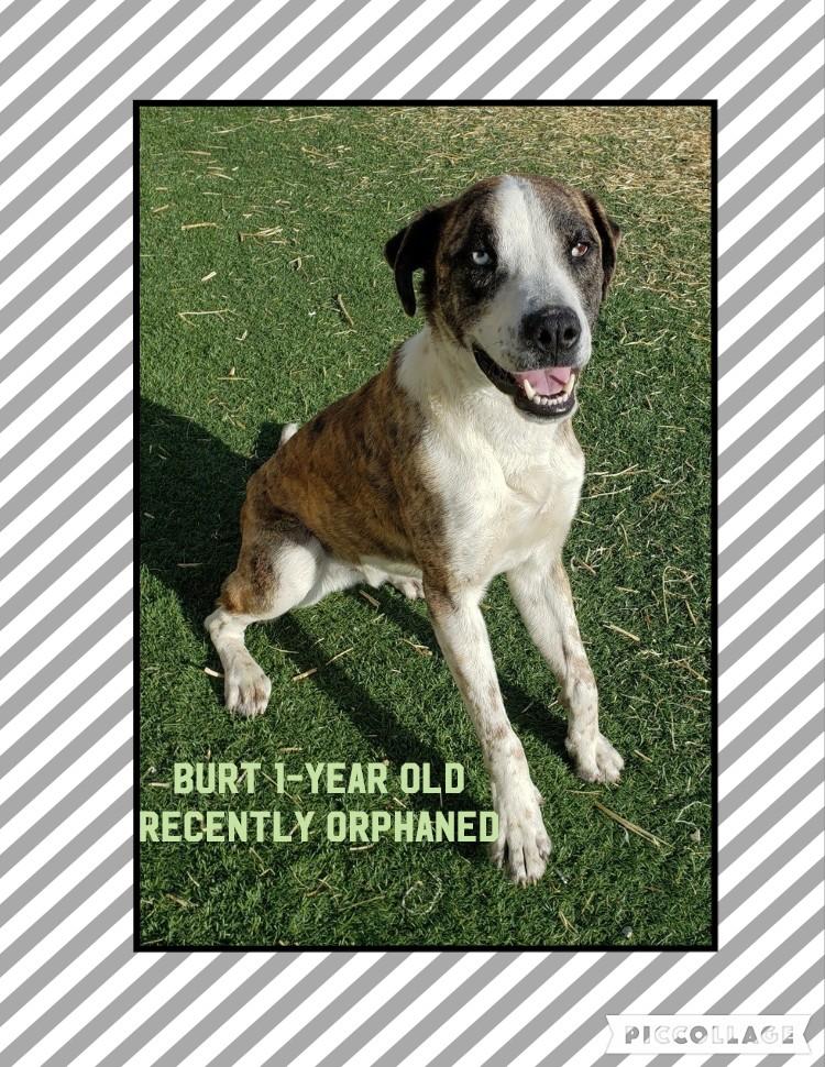 Burt, Adopted, Adult Male Catahoula Leopard Dog & Mountain Cur.