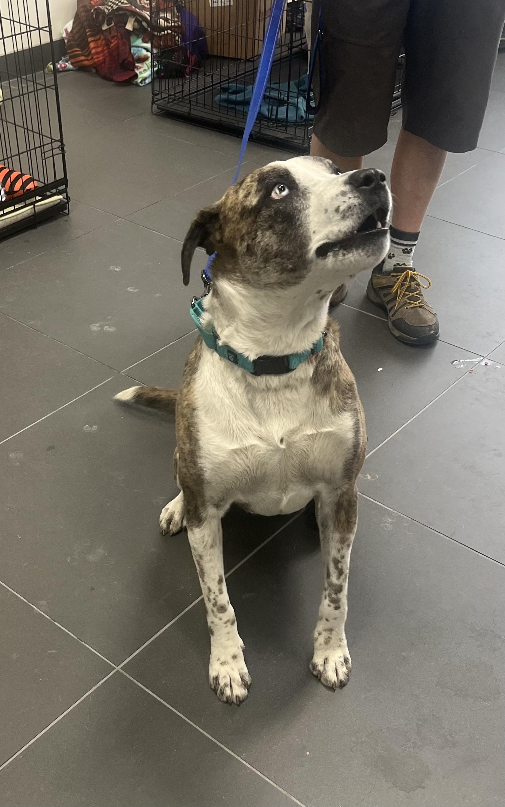 Enlarge Burt, a Adopted mixed breed in Jerome, ID image 2/6