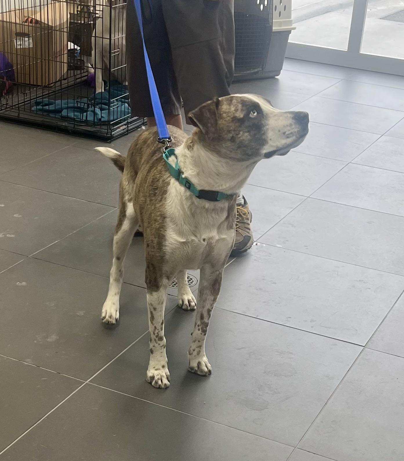 Enlarge Burt, a Adopted mixed breed in Jerome, ID image 3/6