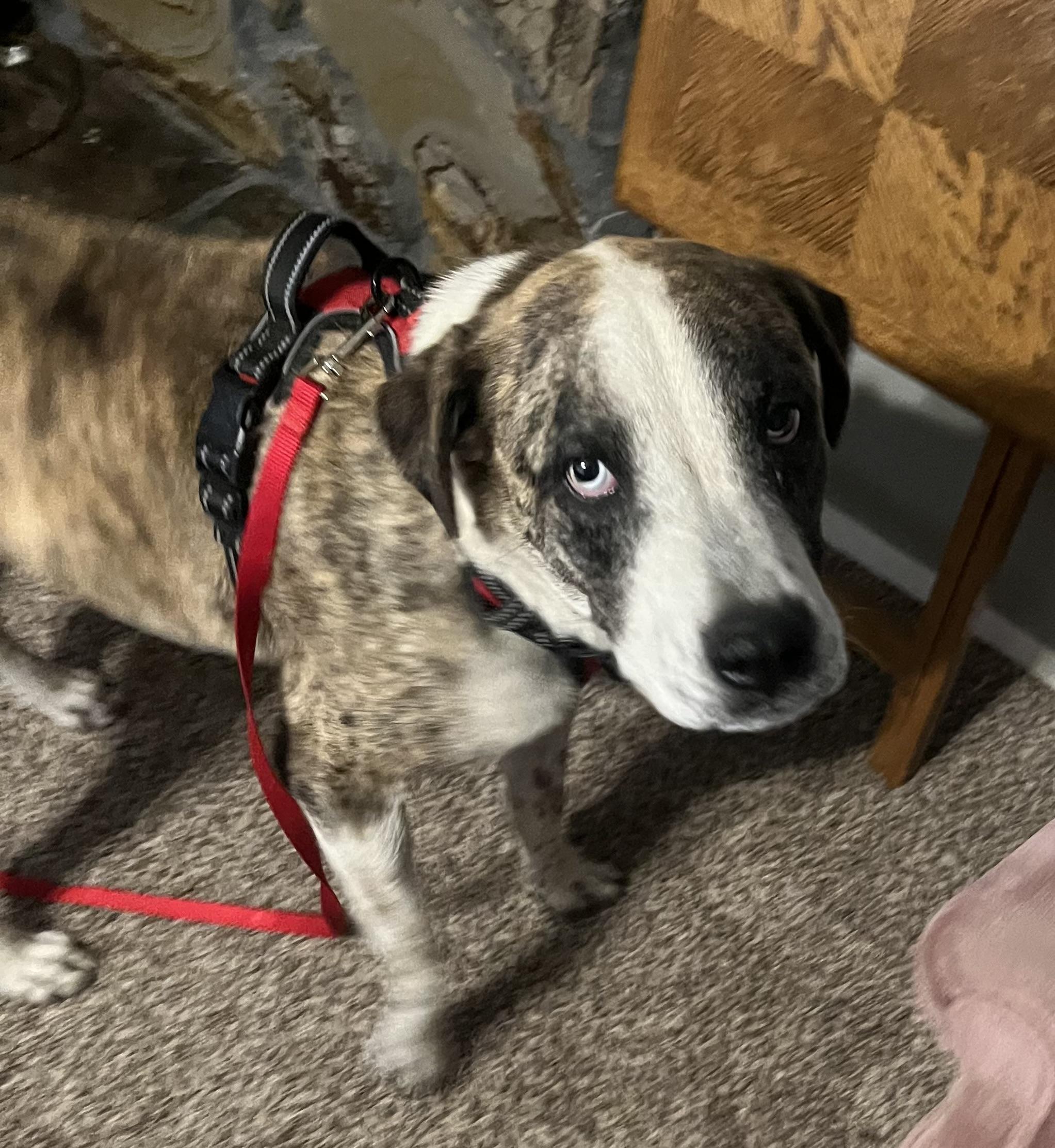 Enlarge Burt, a Adopted mixed breed in Jerome, ID image 5/6