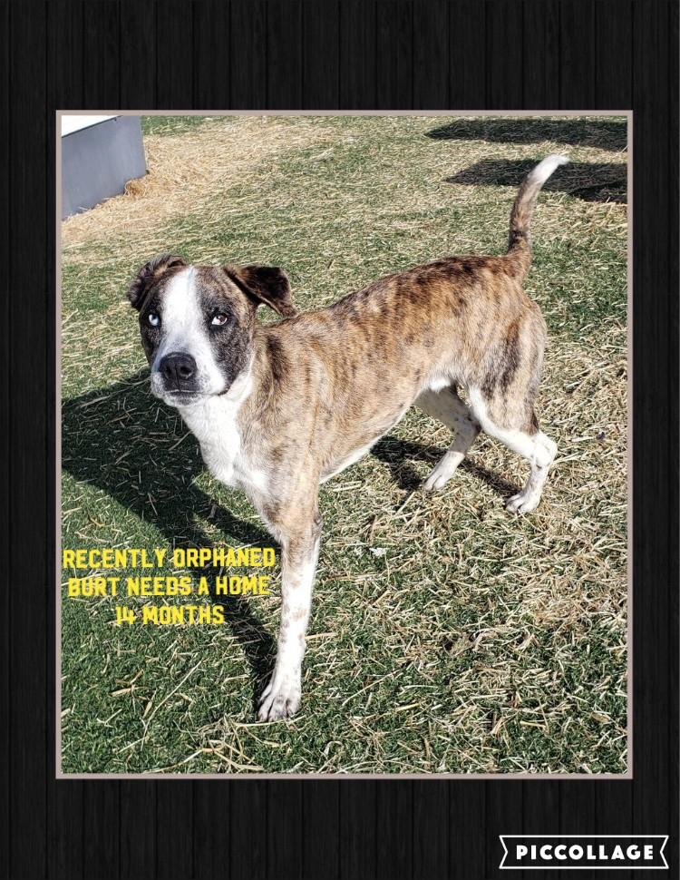 Enlarge Burt, a Adopted mixed breed in Jerome, ID image 6/6