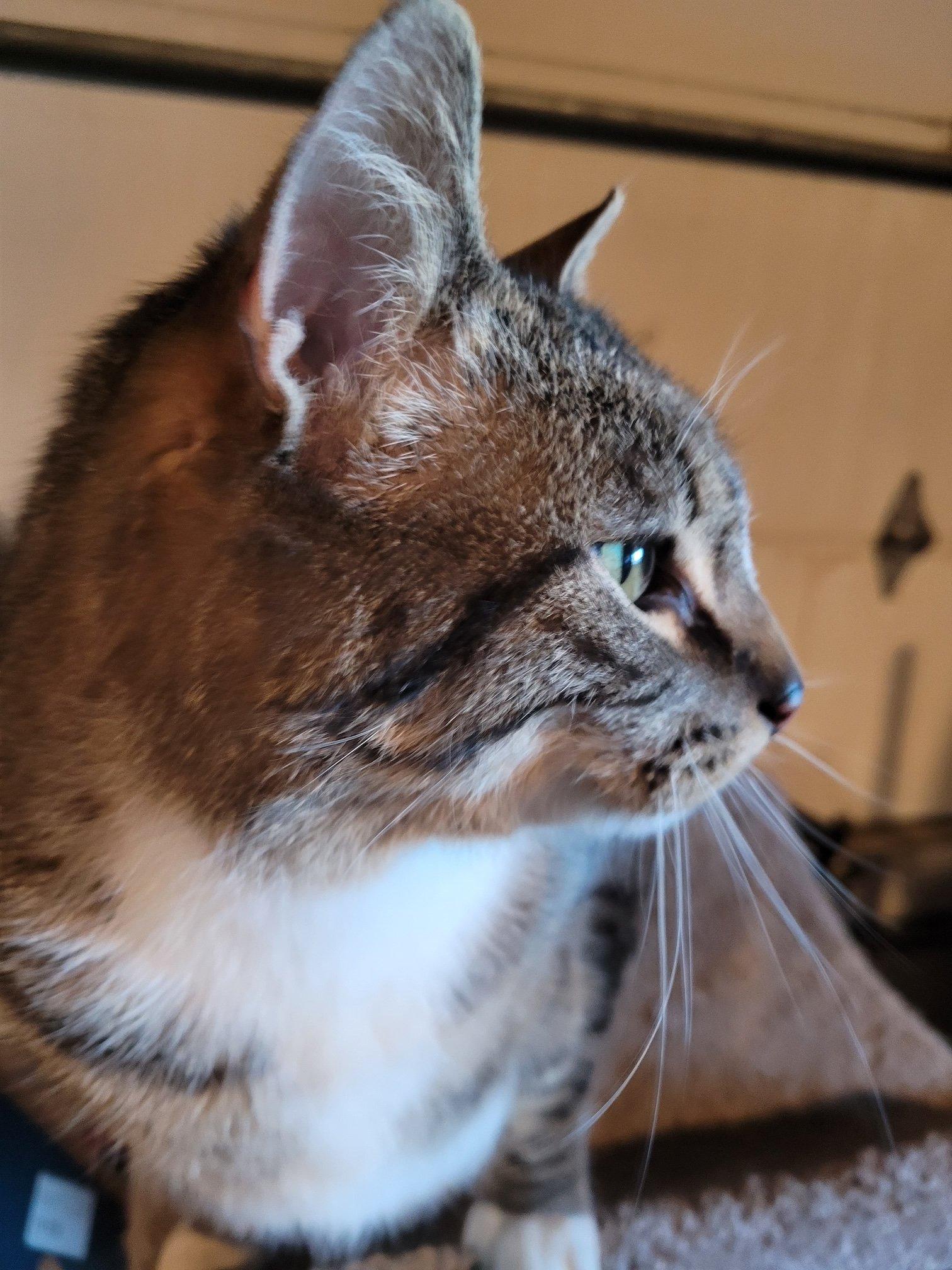 Teddy, ADOPTABLE, Adult Male Domestic Short Hair.