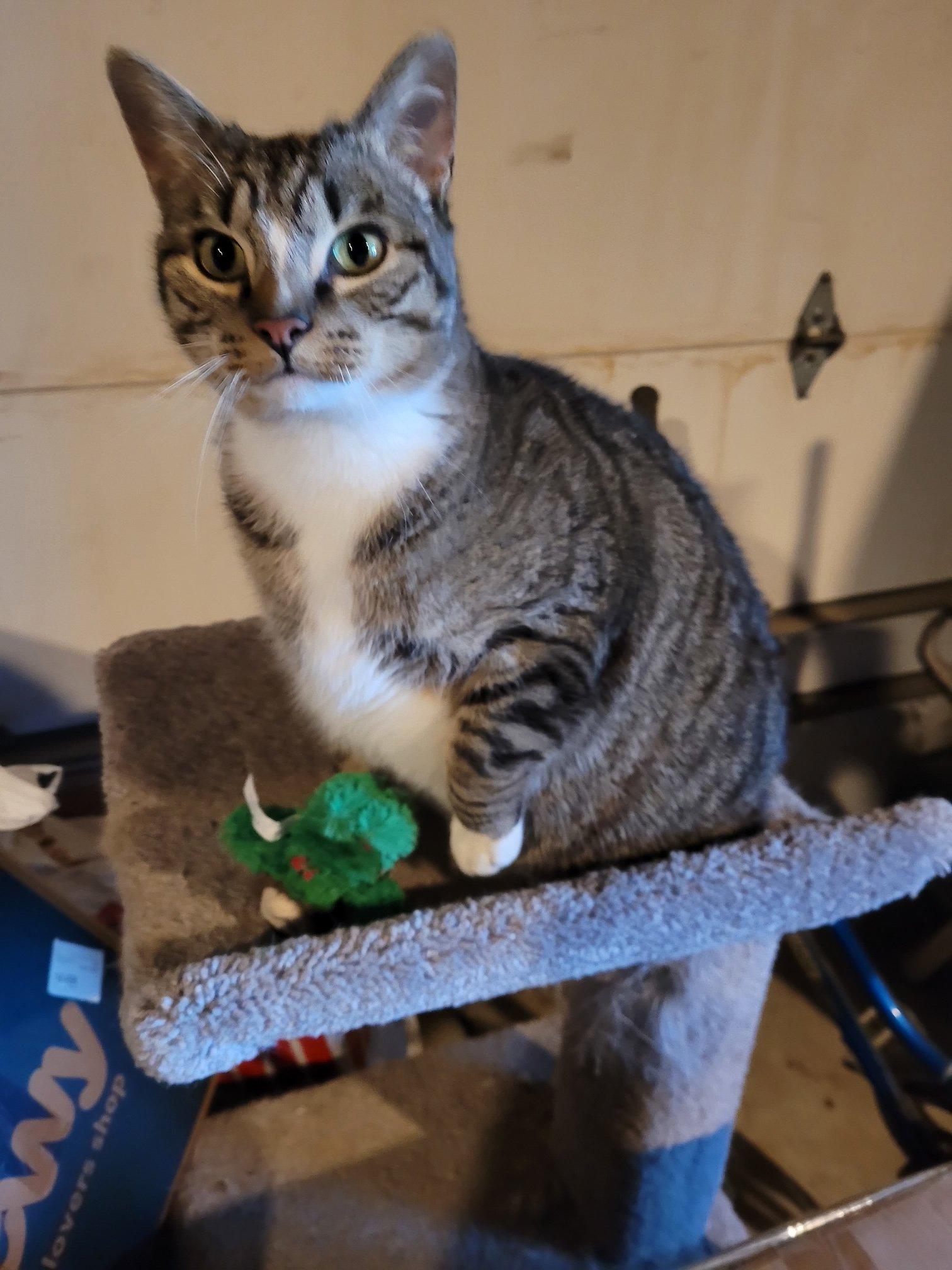 Teddy, a ADOPTABLE Domestic Short Hair in Ypsilanti, MI image 2/3