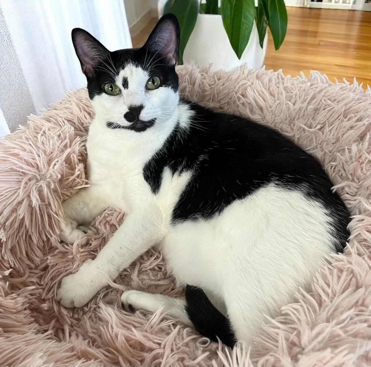 Twylite-Pure Charm, Endless Love, and So Much Personality!