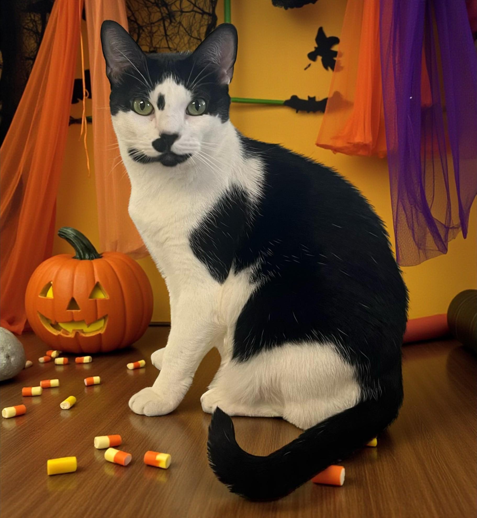 Twylite-Pure Charm, Endless Love, and So Much Personality!