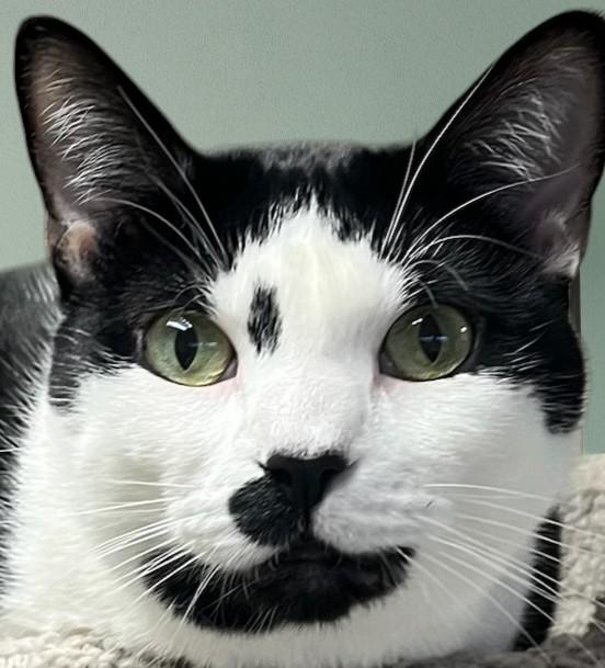 Twylite-Pure Charm, Endless Love, and So Much Personality!