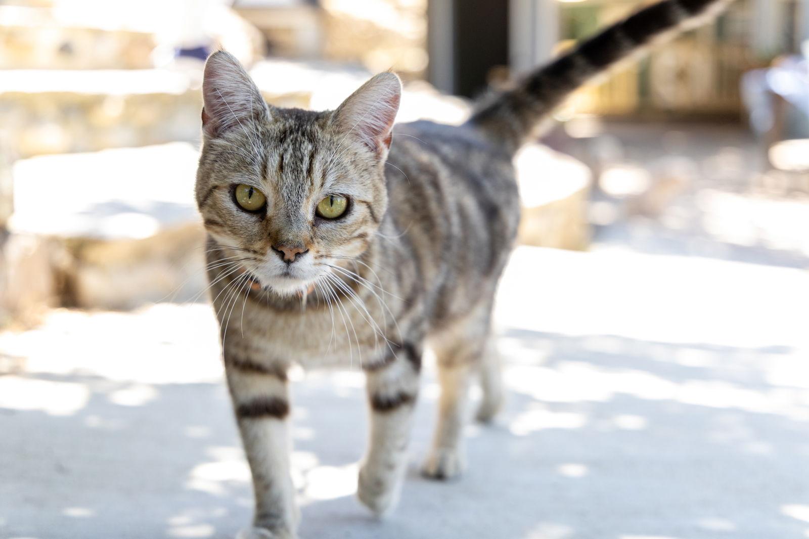 Maxie, Adopted, Young Male Domestic Short Hair & Tabby.