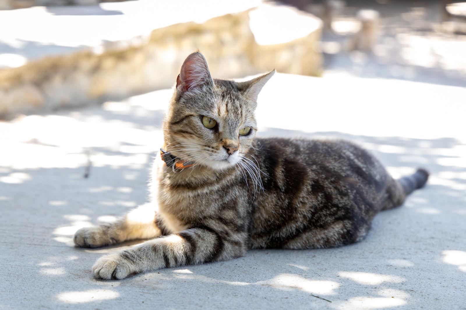 Enlarge Maxie, a Adopted mixed breed in danville, CA image 2/3