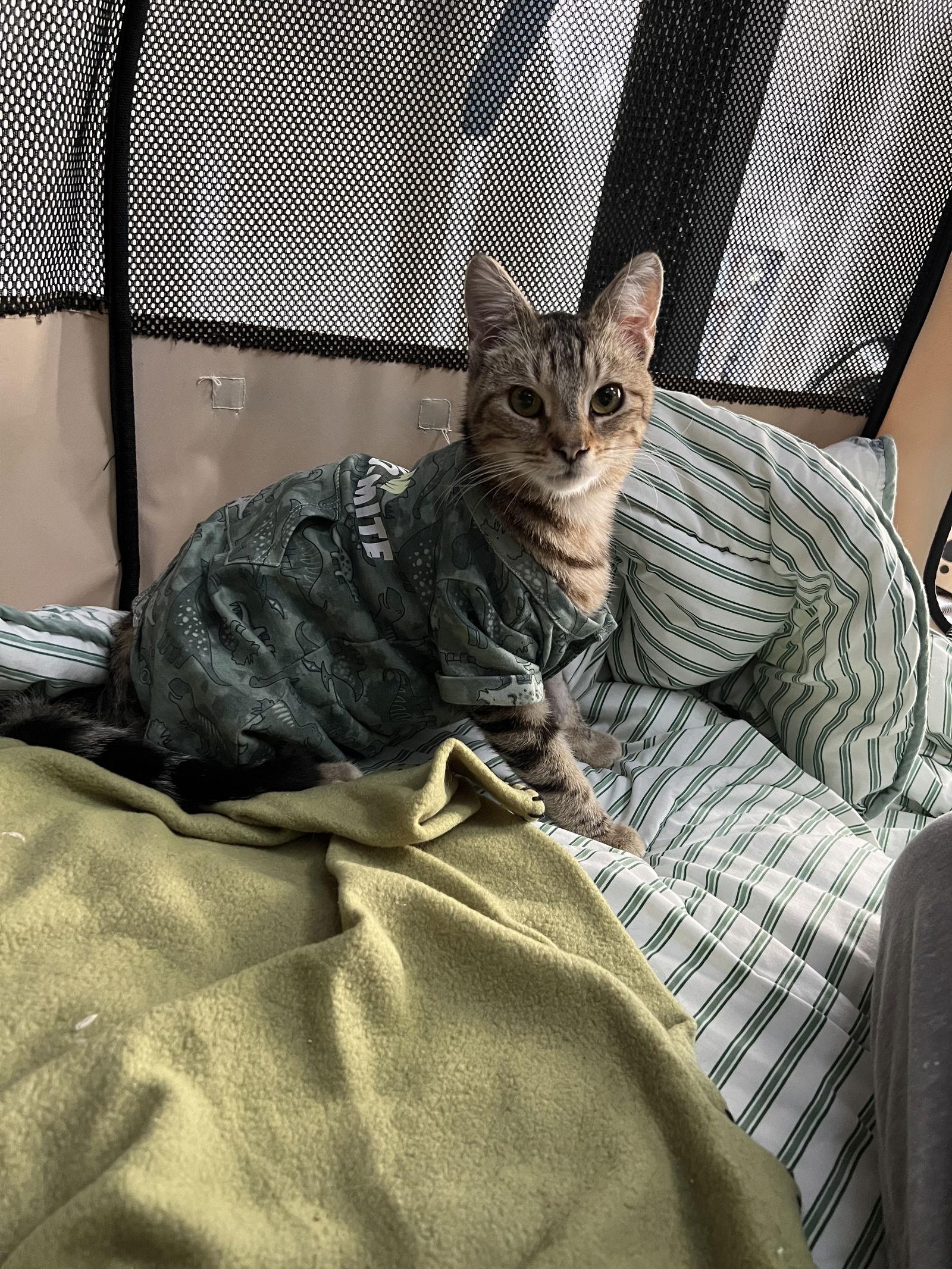 Enlarge Maxie, a Adopted mixed breed in danville, CA image 3/3